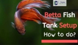 Betta Fish Tank Setup. How to do? All Answers here