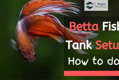 Betta Fish Tank Setup. How to do? All Answers here