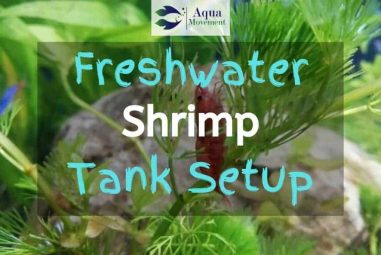 Freshwater Shrimp Tank Setup – Shrimply the Best
