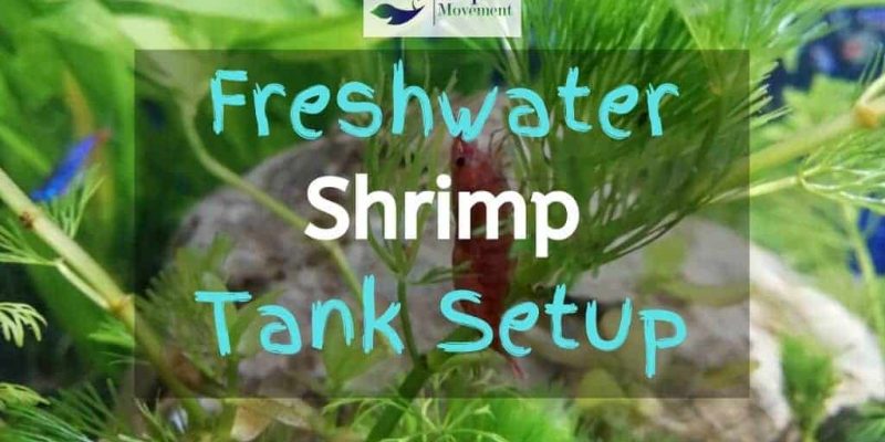 Freshwater Shrimp Tank Setup – Shrimply the Best
