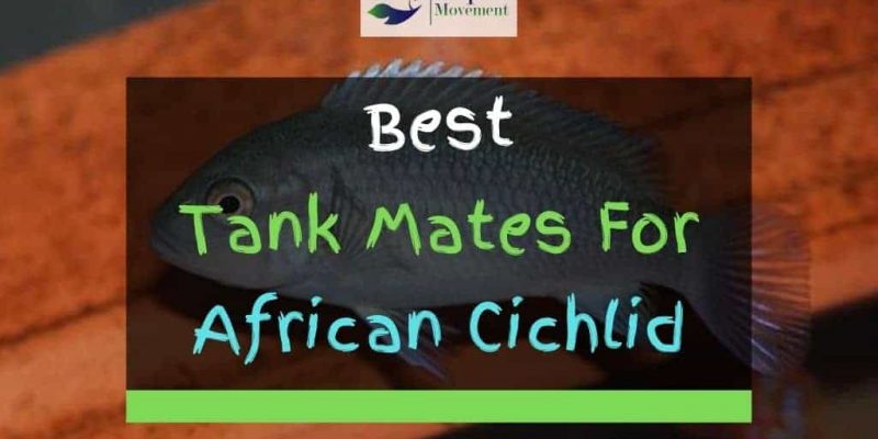 13 Best African Cichlid Tank Mates With Pictures