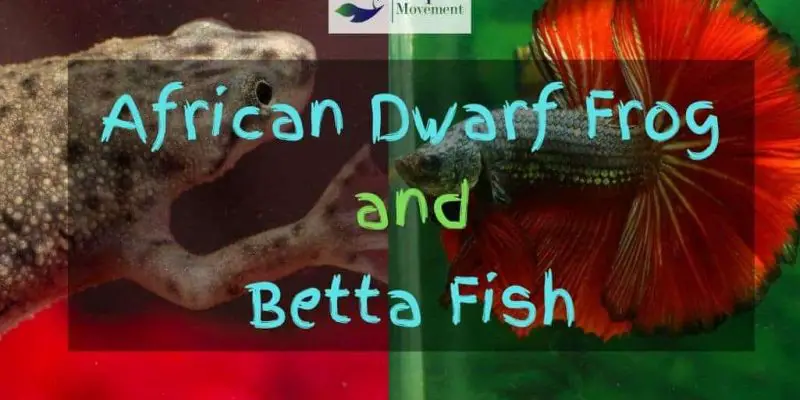African Dwarf Frog And Betta Fish – Can They Live Together?