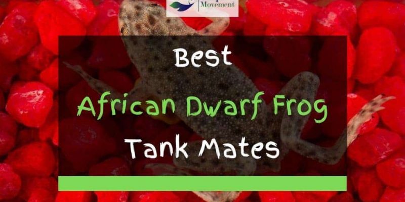 11 Best African Dwarf Frog Tank Mates (With Pictures)