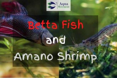 Amano Shrimp and Betta Fish, Best Tank Mates?