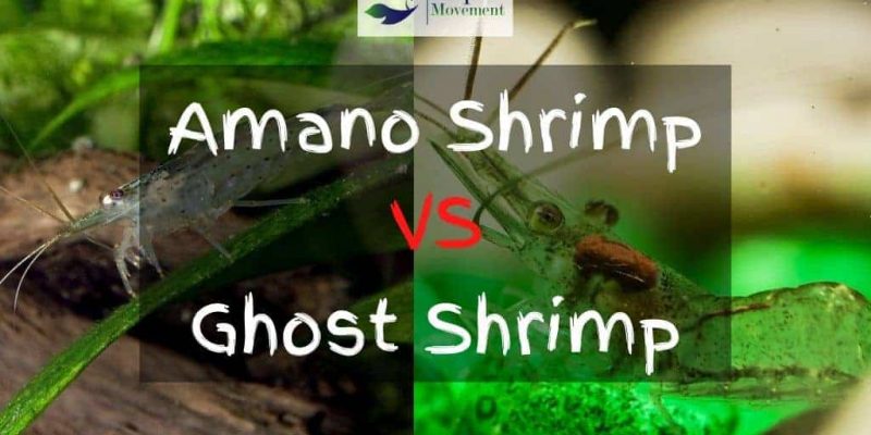 Amano Shrimp vs Ghost Shrimp