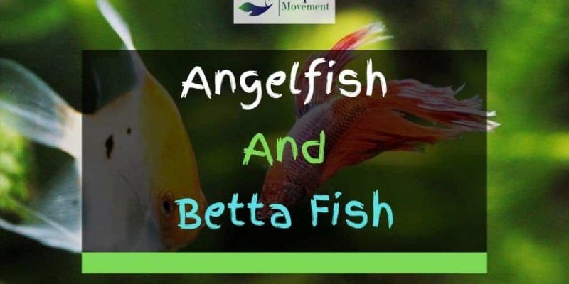 Angelfish and Betta Fish – Do They Get Along?