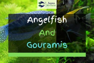 Angelfish And Gouramis – Friend Or Foe?