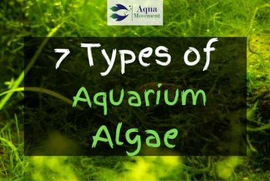 7 Aquarium Algae Types With Pictures