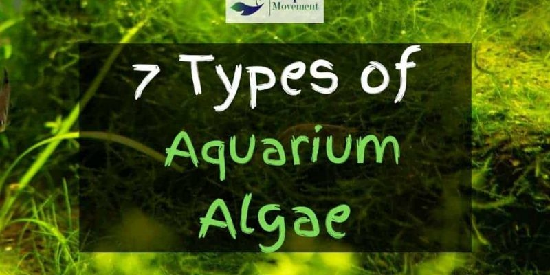 7 Aquarium Algae Types With Pictures