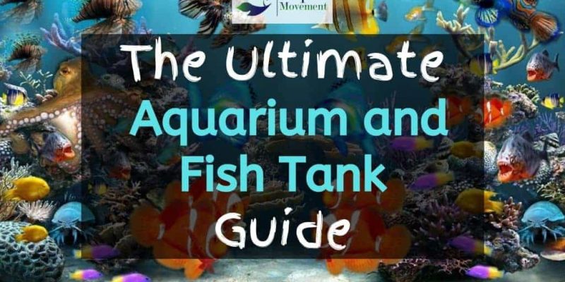 The Ultimate Aquarium and Fish Tank Guide