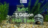 10 Best 5 Gallon Fish Tanks – Which One Would You Pick?