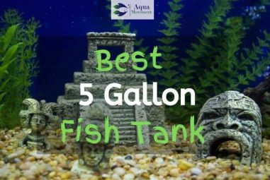 10 Best 5 Gallon Fish Tanks – Which One Would You Pick?