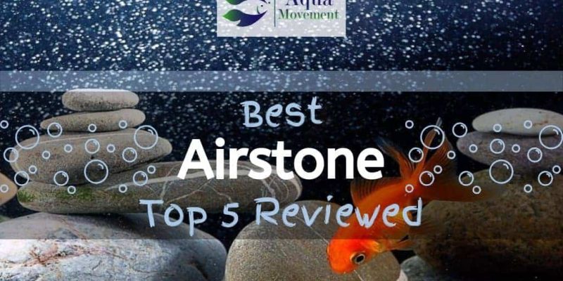 Best Airstone for Aquarium in 2022! Let it Bubble