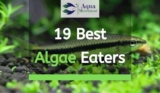 19 Best Types of Aquarium Algae Eaters for Freshwater and Saltwater (Fish, Shrimp, and Snail)