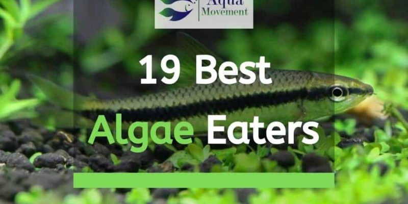19 Best Types of Aquarium Algae Eaters for Freshwater and Saltwater (Fish, Shrimp, and Snail)