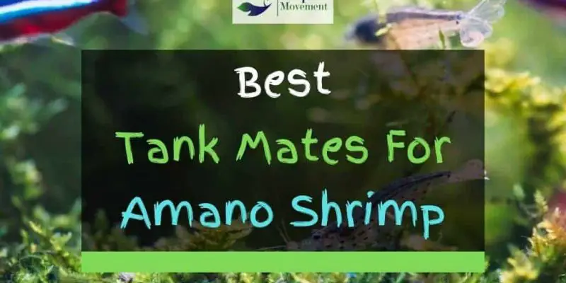 13 Best Amano Shrimp Tank Mates (With Pictures)