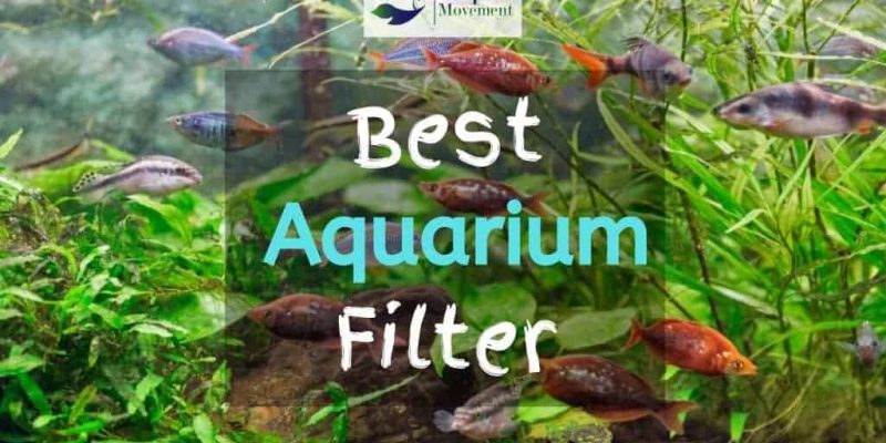 22 Best Aquarium Filter (2023 Reviews)