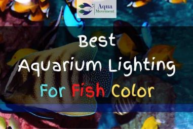 Best Aquarium Lighting for Fish Color In 2023