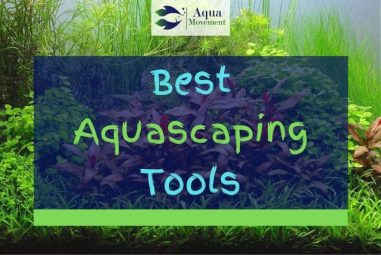 5 Best Aquascaping Tools and Kits