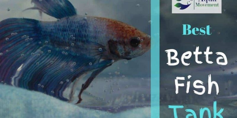 8 Best Betta Fish Tanks In 2023 – Which One To Choose?