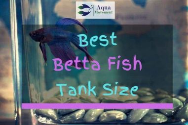 What Is The Best Betta Fish Tank Size?