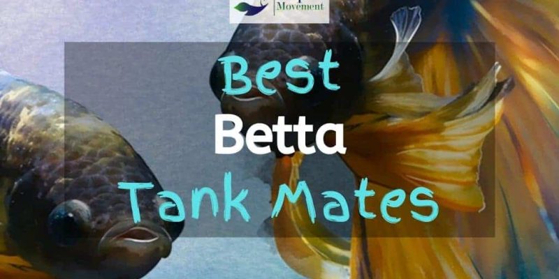 20 Best Betta Tank Mates with Pictures