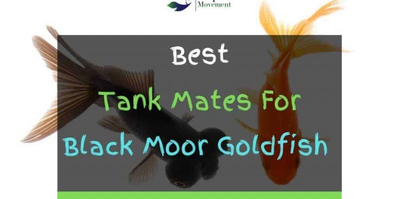 11 Best Black Moor Goldfish Tank Mates (With Pictures)