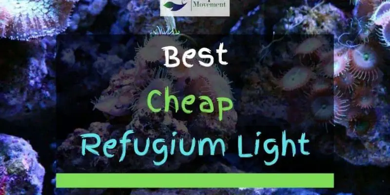 4 Best Cheap Refugium Lights In 2022