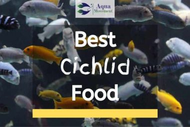 Best Cichlid Food For Growth and Color – Top 7