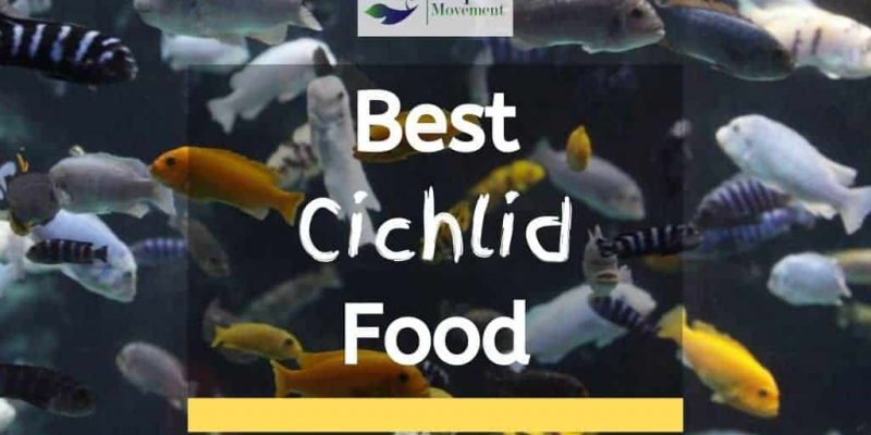 Best Cichlid Food For Growth and Color – Top 7