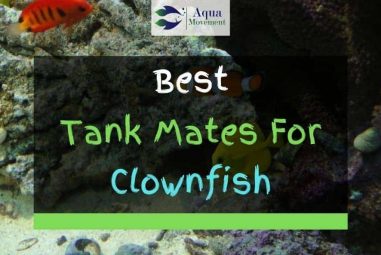 16 Best Clownfish Tank Mates (With Pictures)