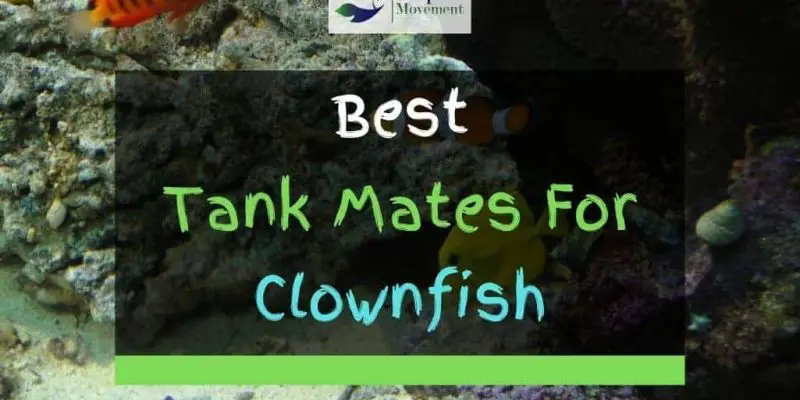 16 Best Clownfish Tank Mates (With Pictures)