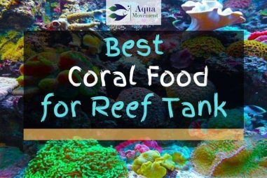 Best Coral Food for LPS SPS and Soft Corals
