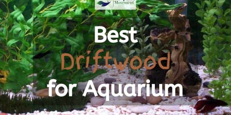 5 Best Driftwoods for Freshwater Aquarium