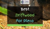 4 Best Driftwoods For Plecos Reviewed