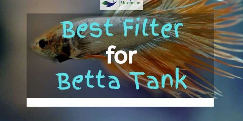 7 Best Filter For Betta Tank In 2023