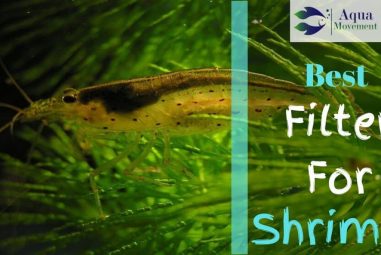 6 Best Filter for Shrimp Tank In 2022