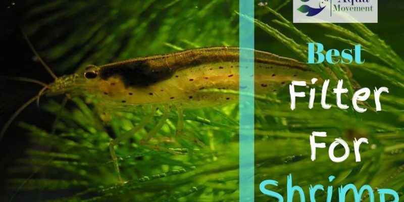 6 Best Filter for Shrimp Tank In 2023