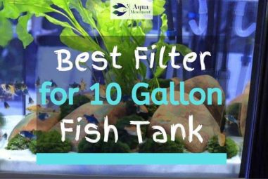 11 Best Filter For 10 Gallon Fish Tank (2023 Reviews)