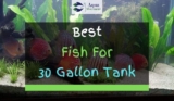 11 Best Fish For 29 And 30 Gallon Tank (With Pictures)