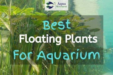 11 Best Floating Aquarium Plants Reviewed