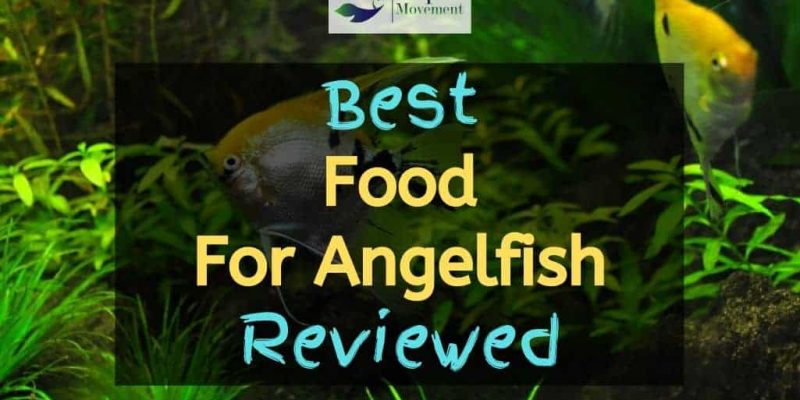 Best Food For Angelfish – Top 5 Review