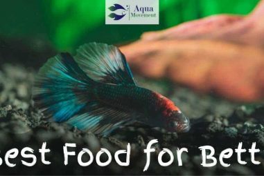 Best Betta Fish Food – Healthy + Colorful Betta