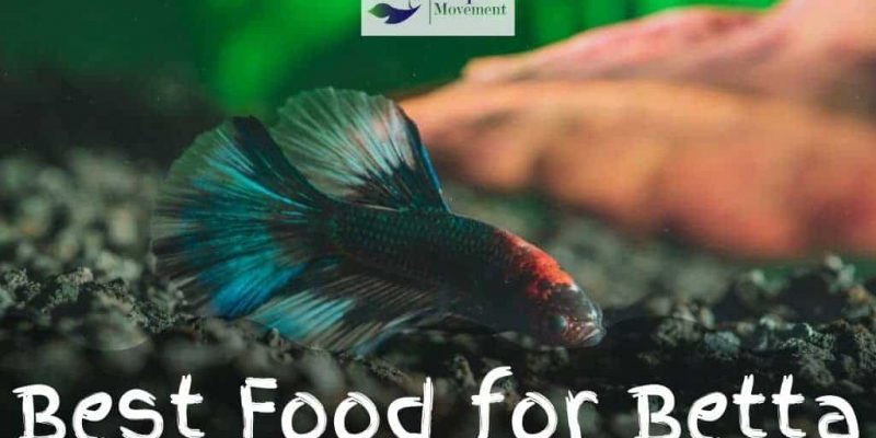 Best Betta Fish Food – Healthy + Colorful Betta