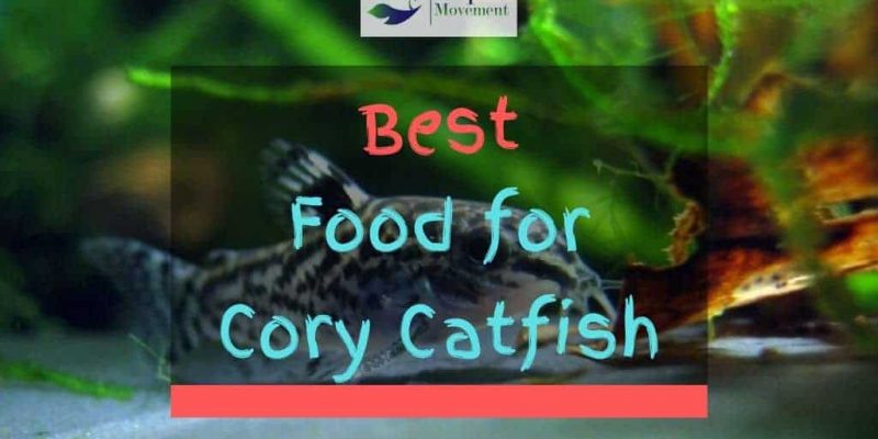 Best Food for Cory Catfish (Corydoras)