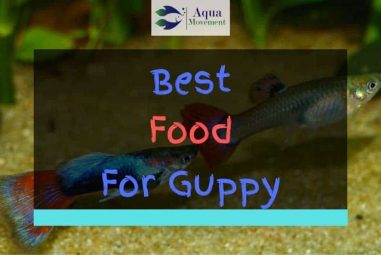 Best Food for Guppy Fish – Top 6 Review