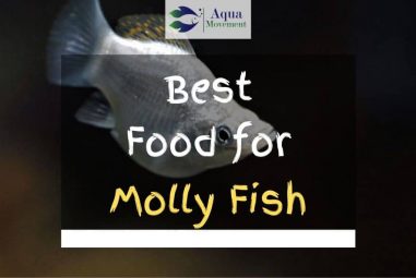 Best Fish Food for Mollies – Top 5 Review