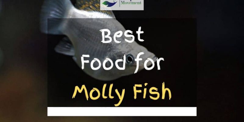 Best Fish Food for Mollies – Top 5 Review
