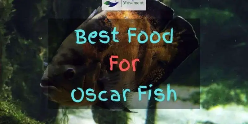 Best Food for Oscar Fish – Growth and Color