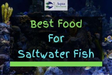 Best Saltwater Fish Food – Pellets, Flakes, and Dried Shrimp